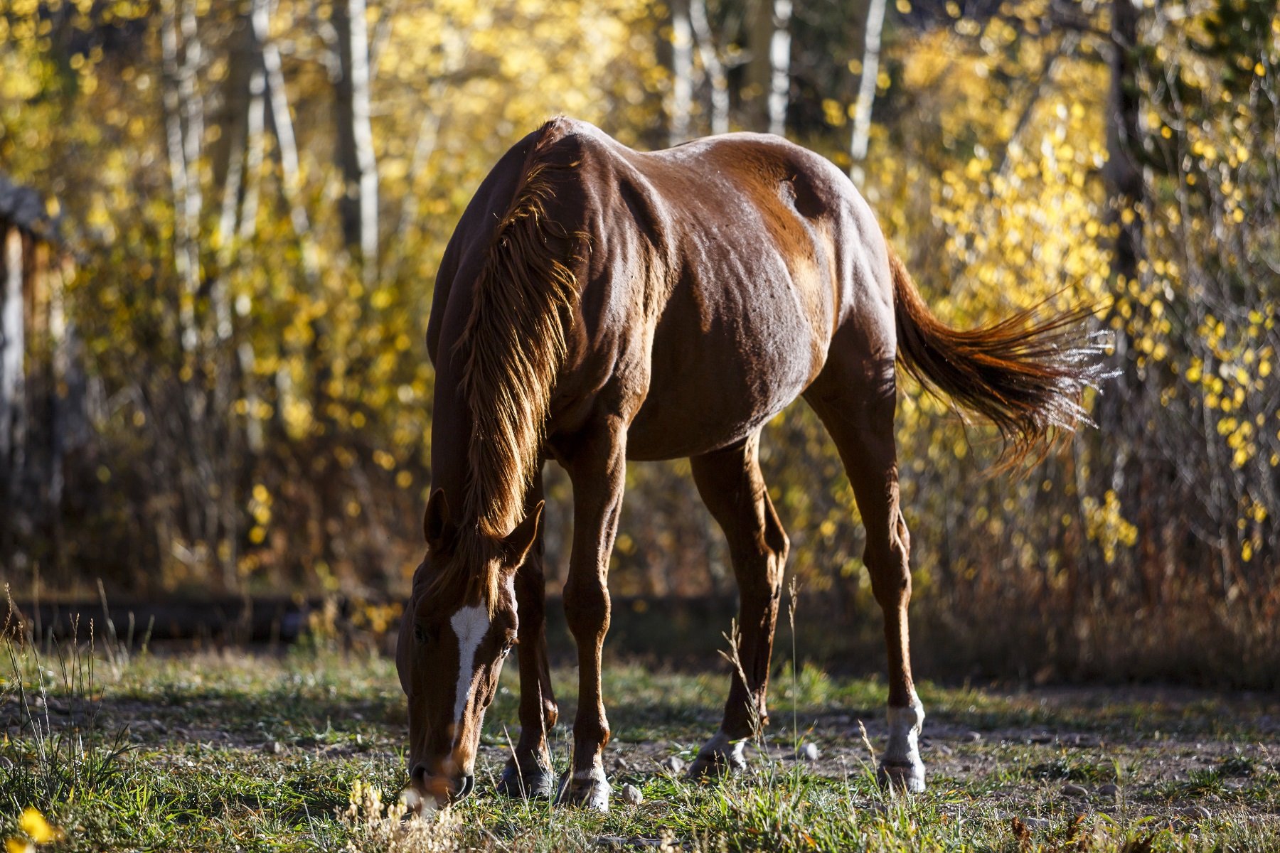Beautiful Chestnut colored horse at Rawah Ranch