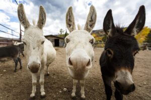 3 Mini Donkeys