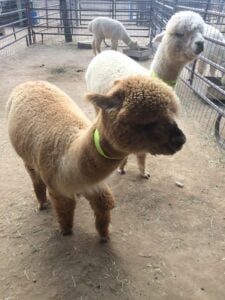 baby alpacas | rawah ranch