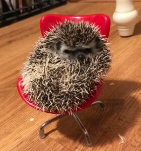 Hedgehog in chair