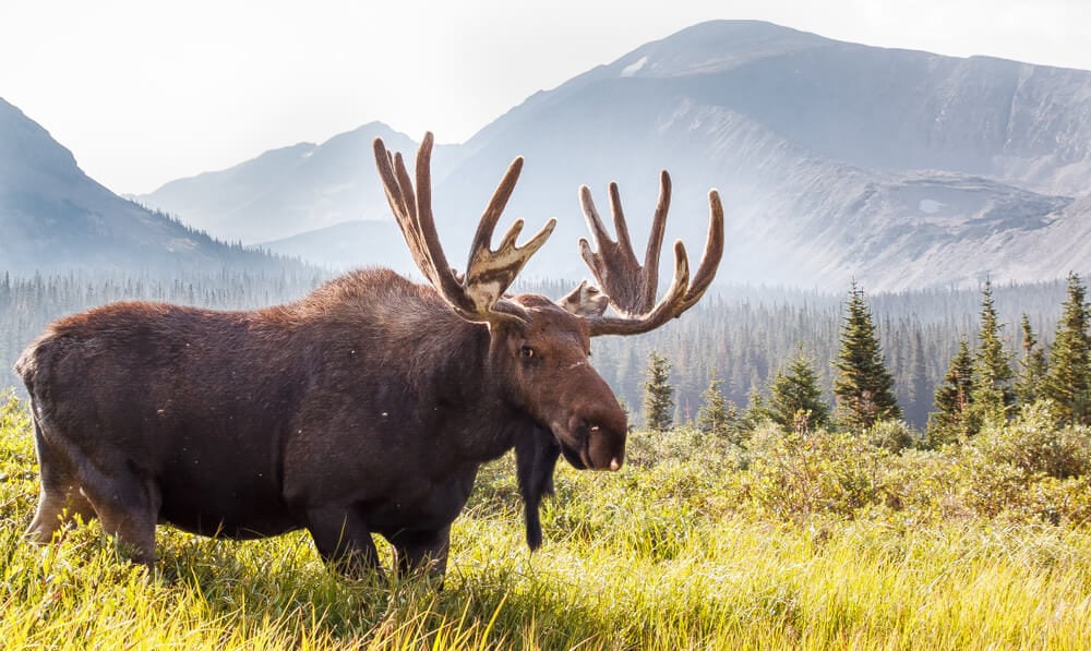 Photo of a moose: one of the top Colorado birds and wildlife in Rawah Wilderness