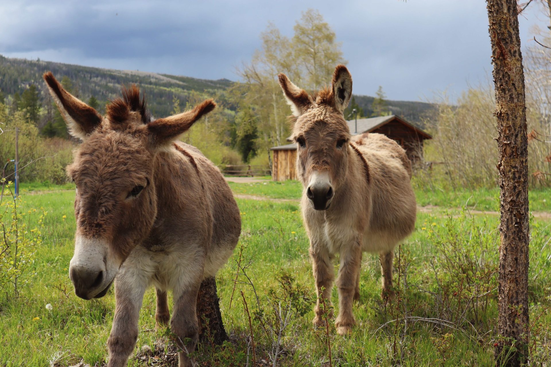 Photo of ranch animals: donkeys