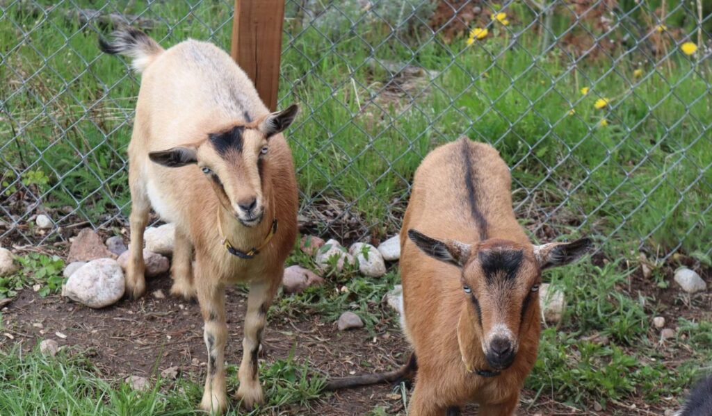 Rawah ranch animals: goats