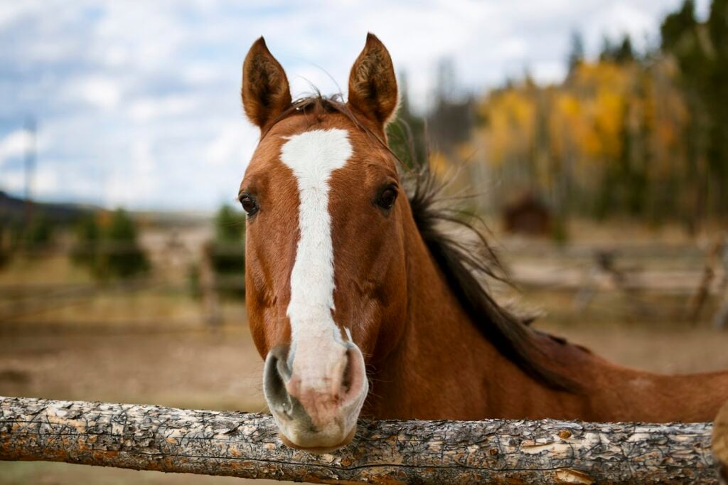 One of the horses at Rawah Ranch: All inclusive horseback riding vacation