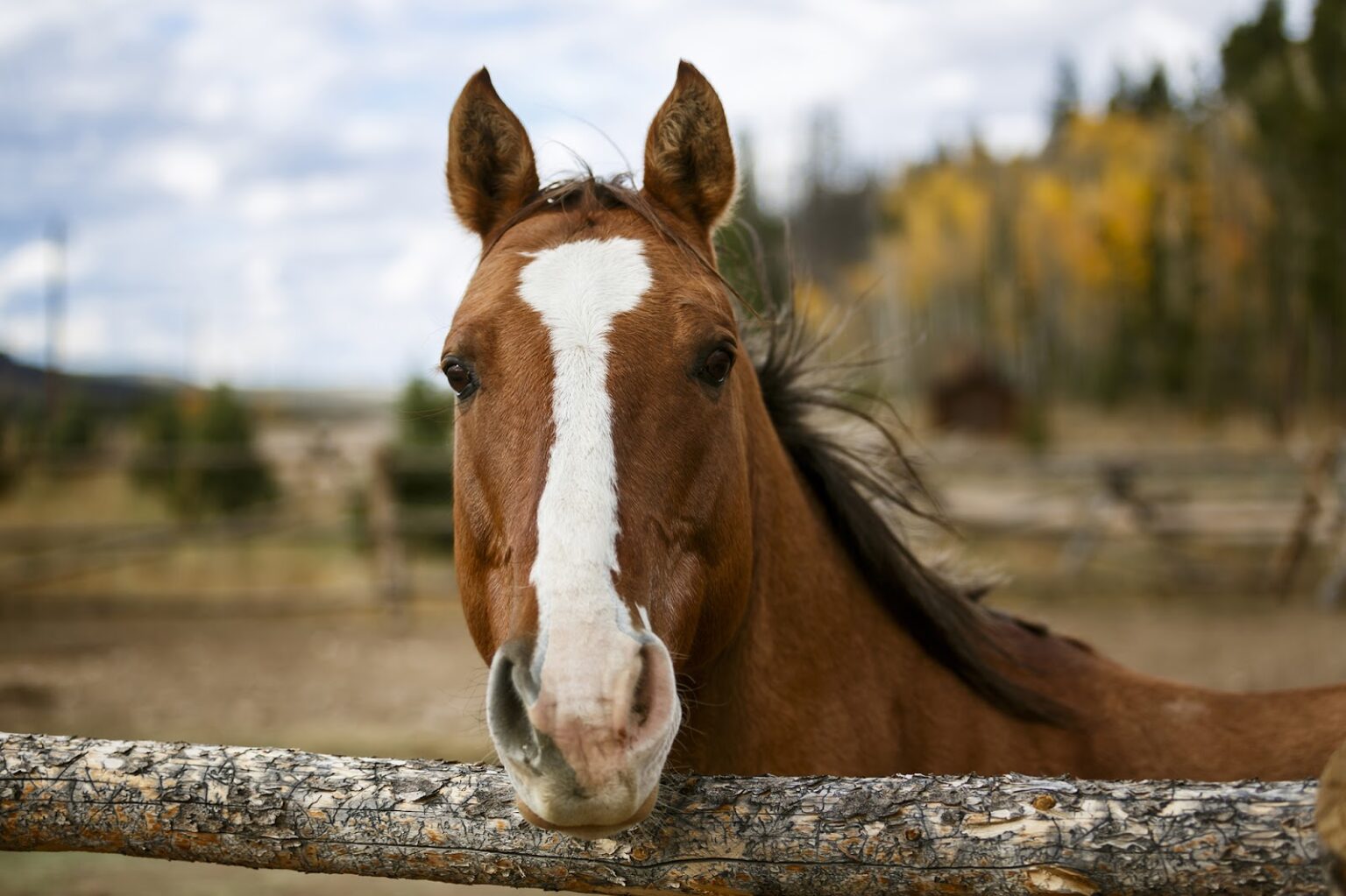 Curated visual reference: Fresh Look at All Inclusive Horseback Riding Vacation Rawah Ranch