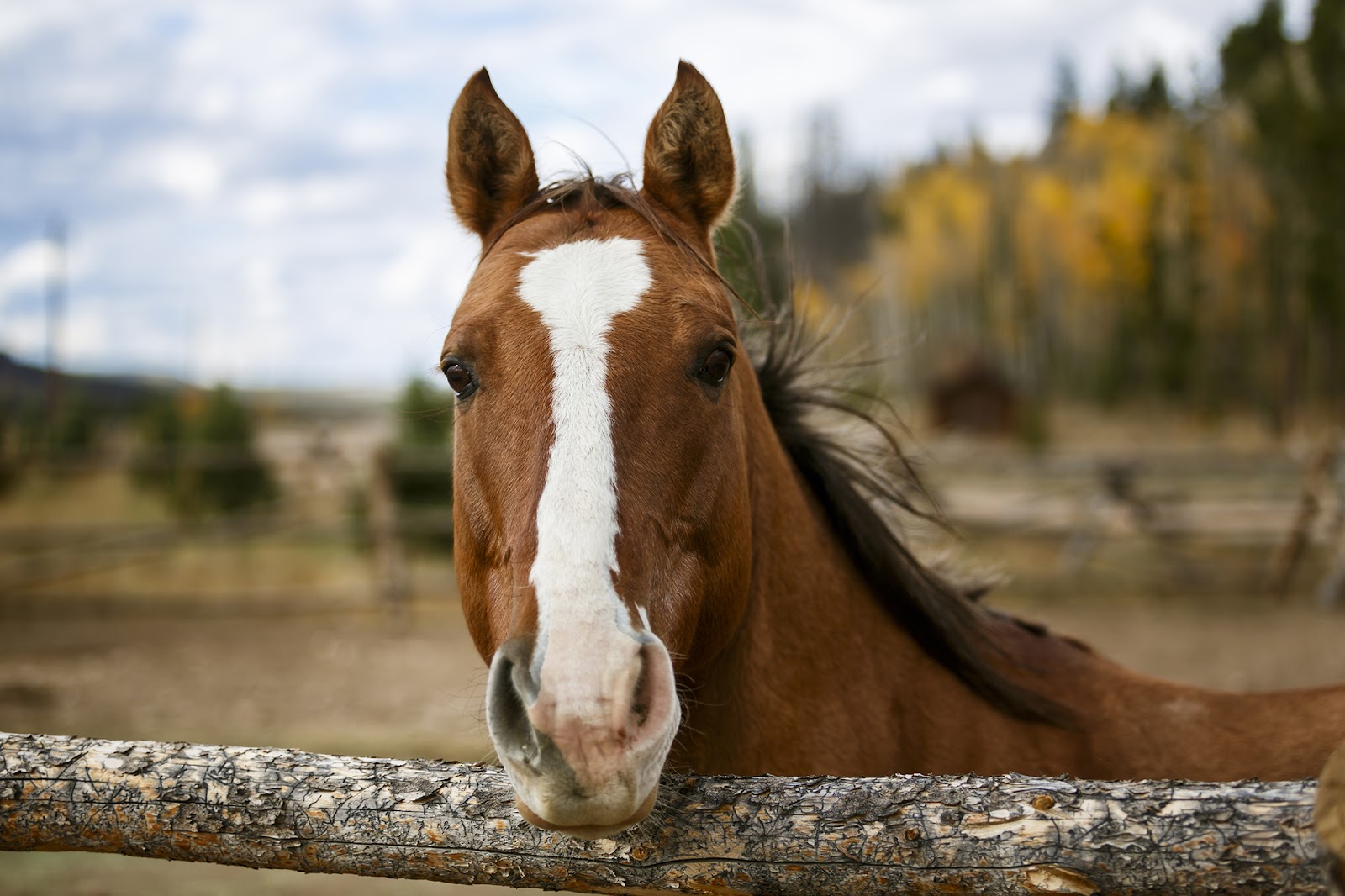 One of the horses at Rawah Ranch: All inclusive horseback riding vacation