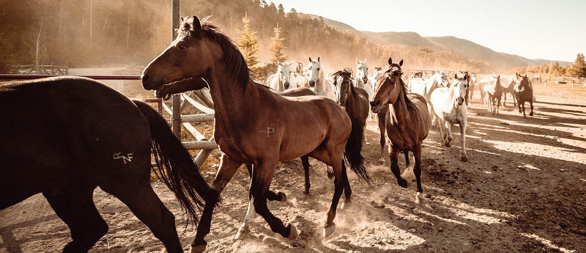 Wild West vacations in Colorado at a luxury guest ranch featuring horses